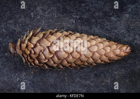 Brown fir cone sur un fond naturel gris Banque D'Images