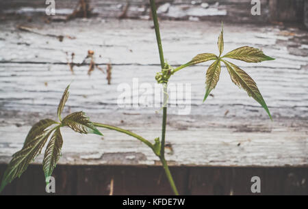 Deux feuilles vertes de vigne vierge (Parthenocissus quinquefolia) sur un fond de bois Banque D'Images