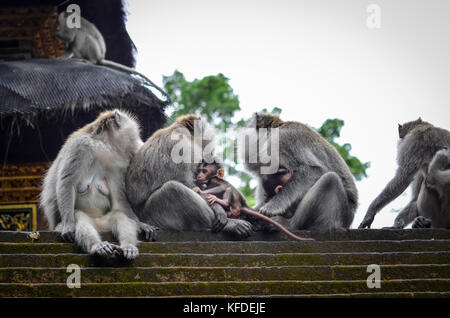 Les macaques à longue queue gris sur l'île de Bali sur les marches du temple. Banque D'Images