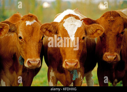 L'agriculture. Les bovins. Trois vaches Guernesey close up. Banque D'Images