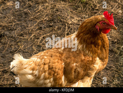 Close up of buff Orpington poulet avec plumes brun doré en basse-cour, Ecosse, Royaume-Uni Banque D'Images