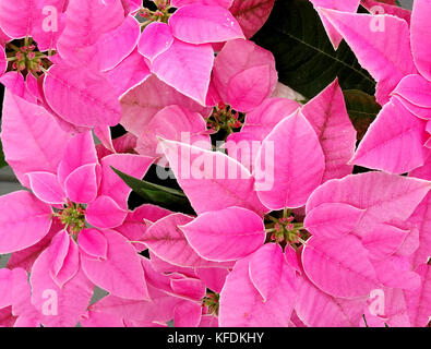 Poinsettia rose, fleur de Noël Banque D'Images