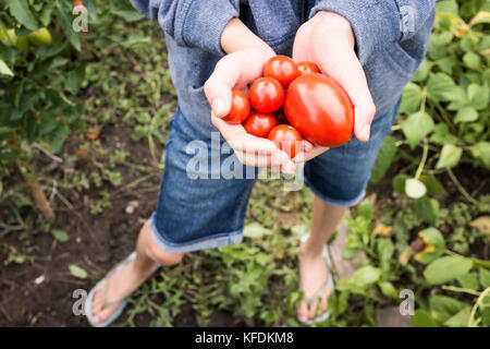 Une jeune fille prend les tomates biologiques de sa maison jardin à bischeim, France. Banque D'Images