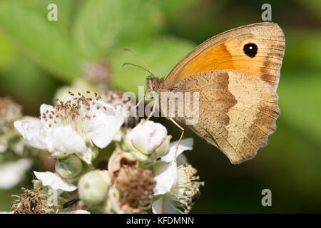 Pyronia tithonus - Papillon Gatekeeper Banque D'Images