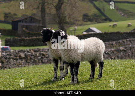 Deux agneaux de Dalesbred de Swaledale, Yorkshire Dales, Angleterre Banque D'Images