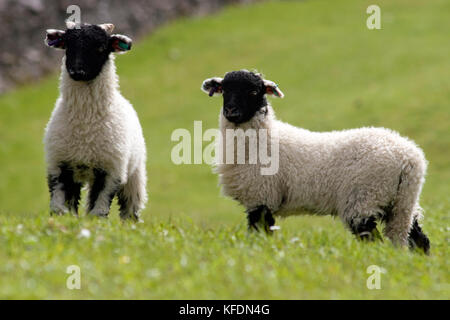 Paire d'agneaux Swaledale à face noire, debout dans les pâturages, Yorkshire Dales, Angleterre Banque D'Images