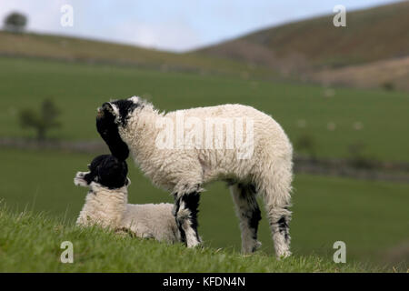 Deux agneaux de Swaledale frottant le nez, Yorkshire Dales, Angleterre Banque D'Images