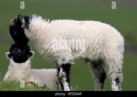 Deux agneaux de Swaledale frottant le nez, Yorkshire Dales, Angleterre Banque D'Images