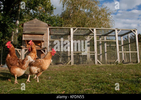 Trois parcours libres les poulets domestiques dans home run Banque D'Images