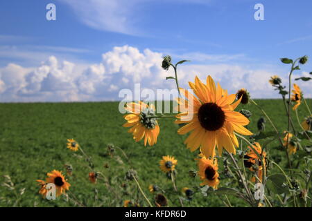 Le tournesol sauvage croissant dans un fossé de l'irrigation le long d'un champ de pommes de terre dans l'Est de l'Idaho, united states Banque D'Images