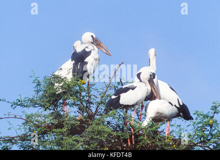 Asian Openbill Anastomus (Stork, oscitante), Parc national de Keoladeo Ghana, Bharatpur, Rajasthan, Inde Banque D'Images