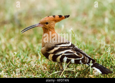 Huppe fasciée (Upupa epops), l'alimentation sur le terrain, le parc national de Keoladeo Ghana, Bharatpur, Rajasthan, Inde Banque D'Images