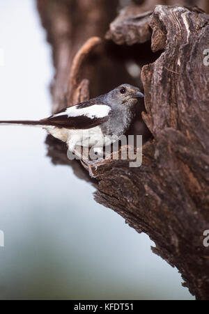 Oriental femelle pie-robin (Copsychus saularis), Parc national de Keoladeo Ghana, Bharatpur, Rajasthan, Inde Banque D'Images