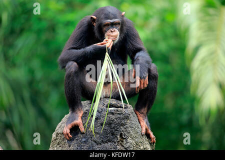 (Chimpanzé, Pan troglodytes troglodytes), femelle adulte, utilise l'outil, de manger, de l'Afrique, l'occurrence en captivité Banque D'Images