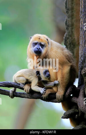 Hurleur noir, (alouatta caraya), femelle adulte avec enfants, captive, l'occurrence l'Amérique du Sud Banque D'Images