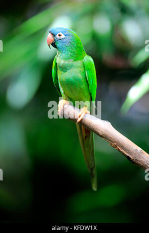 Toui à queue, (thectocercus acuticaudatus), des profils sur attendre, captive, l'occurrence l'Amérique du Sud Banque D'Images