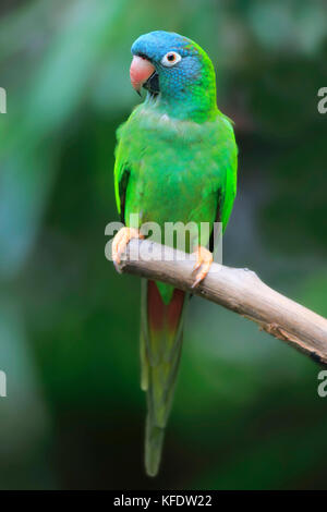 Toui à queue, (thectocercus acuticaudatus), des profils sur attendre, captive, l'occurrence l'Amérique du Sud Banque D'Images