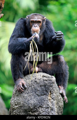 (Chimpanzé, Pan troglodytes troglodytes), mâle adulte, utilise l'outil, l'Afrique, l'occurrence en captivité Banque D'Images