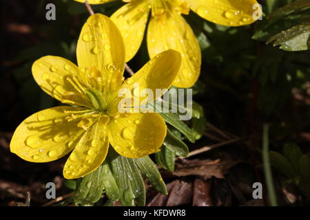 Eranthis hyemalis aconit d'hiver / pousse dans le sud de l'Europe, la photo est prise en Allemagne. Banque D'Images
