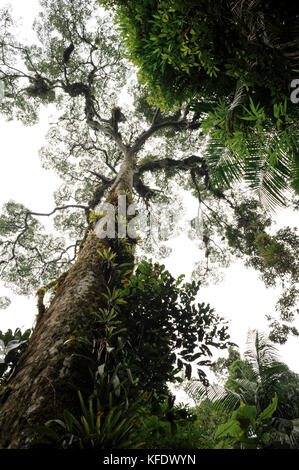 Un énorme jatobá (hymaenea courbaril) de la forêt tropicale atlantique du Brésil se Banque D'Images