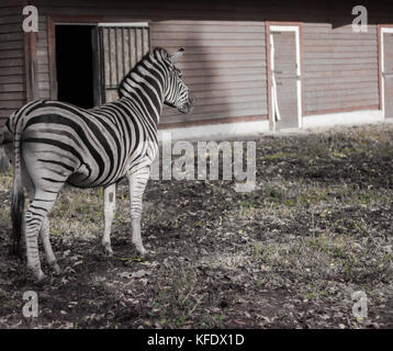 Cheval Noir et blanc zebra en pleine croissance sur l'arrière-plan d'une orange hangar avec portes blanches Banque D'Images