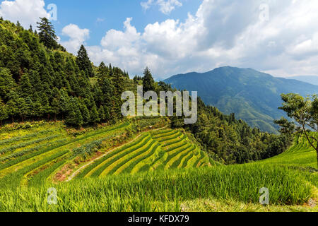 Stock photo - longji terrasses rizières près de Guilin, Guangxi - Chine Banque D'Images