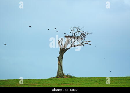 Arbre généalogique de rihanna dans le comté de Down, ni. Cet arbre vous attrape l'attention sur la route de Bangor belfast formulaire. Si, il y a quelques années, c'était pas la seule chose pour attirer l'attention des automobilistes que rihanna a causé un peu de bruit en obtenant son off kit dans le domaine tout en faisant une vidéo pop Banque D'Images