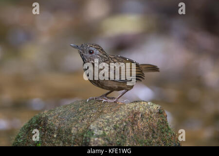 La striées wren-(Napothera brevicaudata) est une espèce de passereau de la famille des Pellorneidae. Son habitat naturel est les montagnes humides tropicales fore Banque D'Images