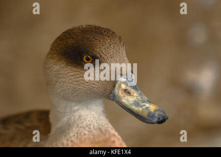 Portrait de Barcino (Anas flavirostris) en captivité dans un zoo Banque D'Images