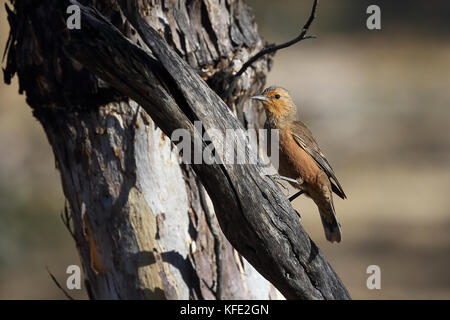 Le tréeeper rufous (Climatercis rufus) pourragent des insectes sur un tronc d'arbre. Dryandra Woodland, région de Wheatbelt, Australie occidentale, Australie Banque D'Images