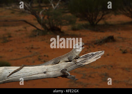 Dragon en réseau occidental (Ctenophorus reticulatus) sur une branche morte, basant. Mount Magnet, région de Pilbara, Australie occidentale, Australie Banque D'Images