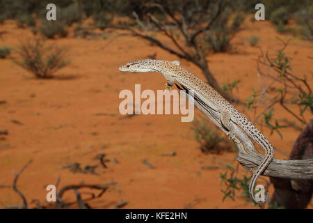 Moniteur pygmée à queue striée (Varanus caudolineatus) se baquant sur un tronc d'arbre incliné. Il mesure environ 32 cm de long. Mount Magnet, région de Pilbara, Australie occidentale Banque D'Images