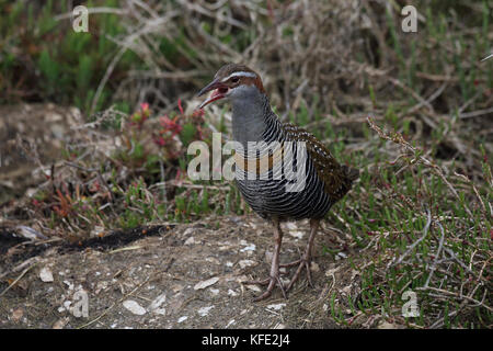 Rail à bandes de buff (Hypotaenidia phippensis) au sol, appelant. Australaind, région du Sud-Ouest, Australie occidentale, Australie Banque D'Images