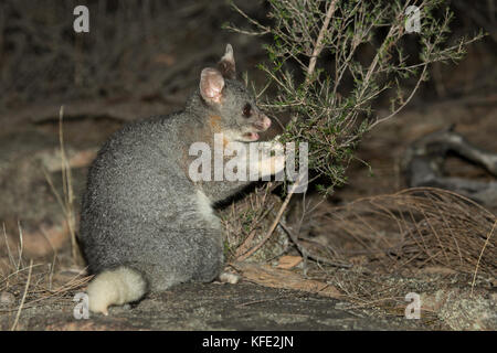 La possum de la queue de pinceau commune (Trichosurus vulpecula) se nourrissant d'un arbuste, tenant une branche dans ses pieds. Forêt de Dryandra, région de Wheatbelt, Ouest au Banque D'Images