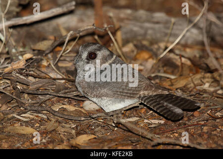 Jarre australienne (Aegotheles cristatus) au sol dans la litière de feuilles. Dryandra Woodland, région de Wheatbelt, Australie occidentale, Australie Banque D'Images