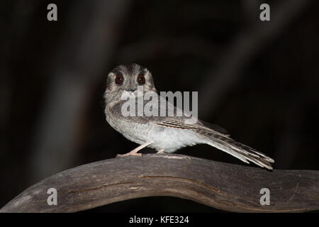 Owlet-nighjar australien (Aegotheles cristatus) sur une branche morte. Dryandra Woodland, région de Wheatbelt, Australie occidentale, Australie Banque D'Images