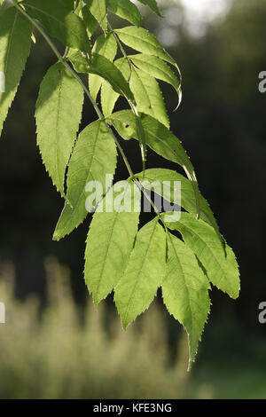 Frêne - fraxinus excelsior Banque D'Images