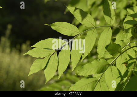 Frêne - fraxinus excelsior Banque D'Images