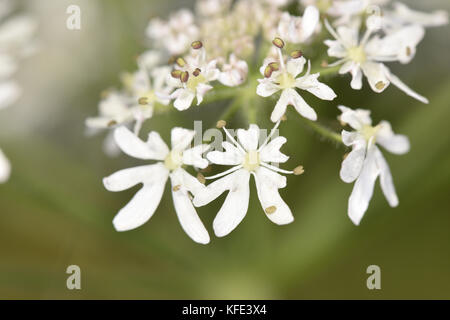 - Heracleum sphondylium berce du Caucase Banque D'Images