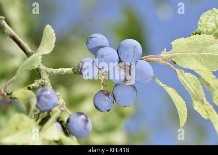 Prunellier - Prunus spinosa Banque D'Images
