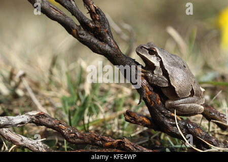 European tree frog (Hyla arborea) mutation brune. Banque D'Images