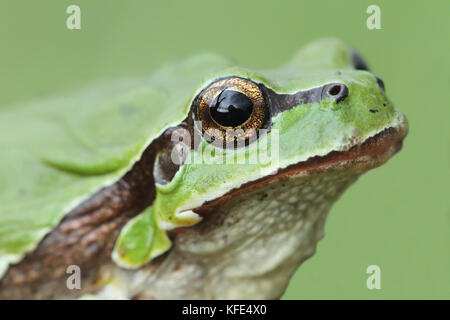 European tree frog (Hyla arborea) head Banque D'Images