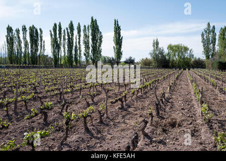 Les vignes de malbec de Mendoza, Argentine Banque D'Images