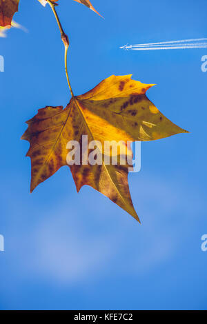 Des feuilles d'automne jaune contre un ciel bleu et un avion avec des sentiers Banque D'Images