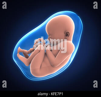 Foetus humain illustration Banque D'Images