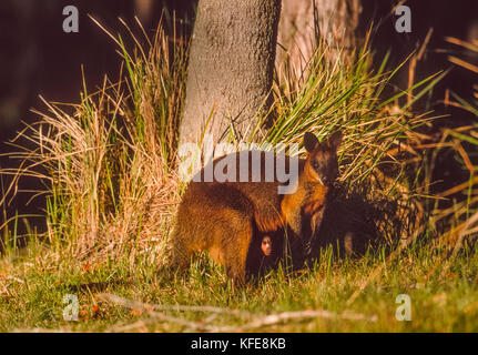 Swamp Wallaby avec Joey en pochette, (Wallabia bicolor), Byron Bay, New South Wales, Australia Banque D'Images