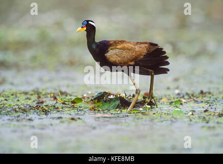 Bronze-winged jacana Metopidius indicus), (Keoladeo Ghana National Park, Bharatpur, Rajasthan, Inde, Banque D'Images