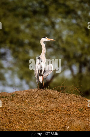 Héron cendré Ardea cinerea, bains de soleil, le parc national de Keoladeo ghana, bharatpur, Rajasthan, Inde Banque D'Images