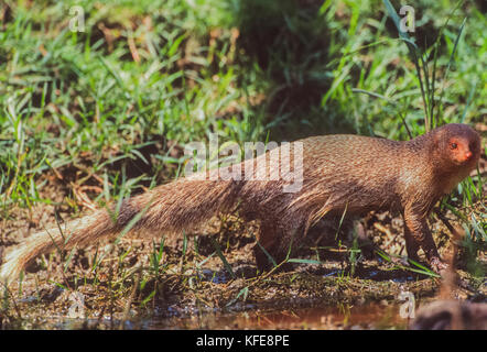 Indian mongoose gris ou gris commun (mangouste Herpestes edwardsi), Parc national de Keoladeo Ghana, Bharatpur, Rajasthan, Inde Banque D'Images