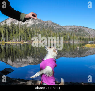 Chiot debout sur les pattes arrière pour recevoir une friandise près du lac Mamie dans le bassin des lacs Mammoth à Mammoth Lakes Banque D'Images